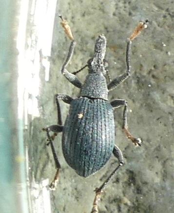 Oxystoma ochropus